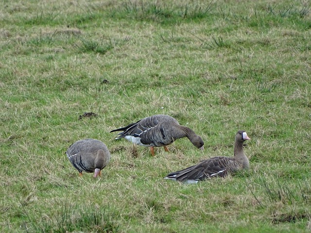 瓜多尔国家 瓜多尔国家